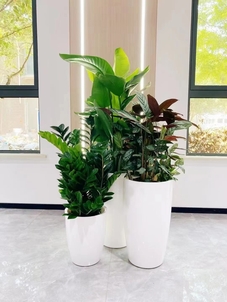 超惊喜！前湾花卉租赁，价格亲民实惠等你来享！